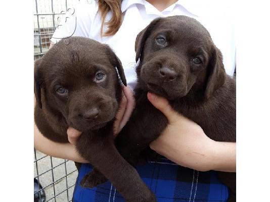 Προς πώληση Labrador Retriever Σκύλοι και κουτάβια